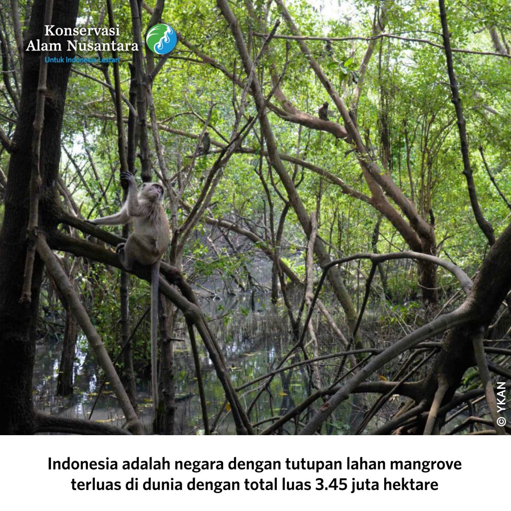 Lestarikan Mangrove, Lestarikan Bumi